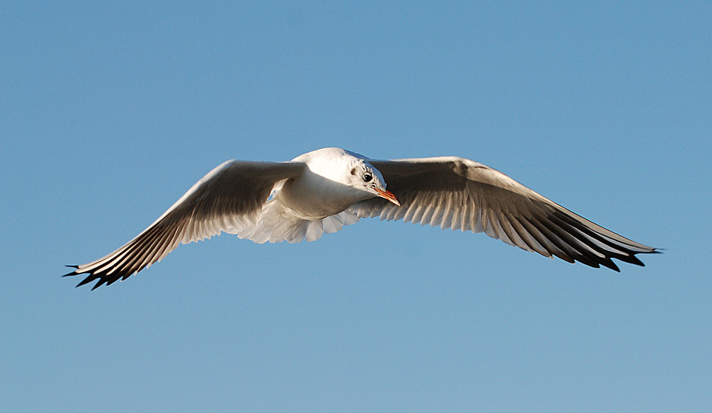 Frankfurter Möwen # Gaviotas en Frankfurt # 6