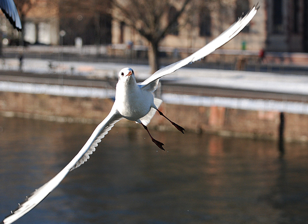 Frankfurter Möwen # Gaviotas en Frankfurt # 7