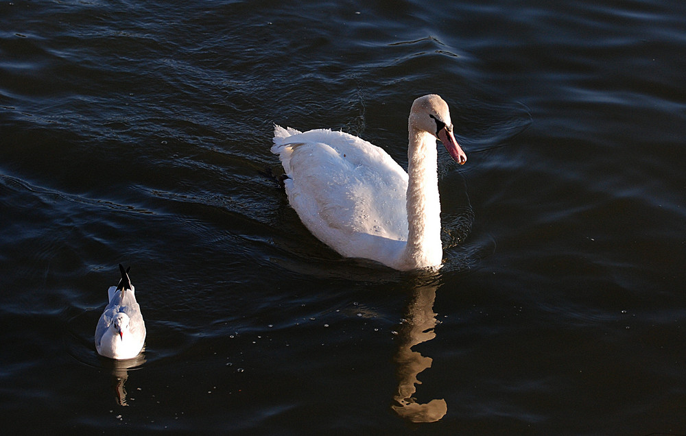 Frankfurter Möwen # Gaviotas en Frankfurt # 8