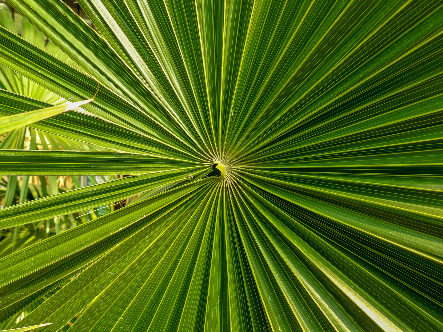 Frankfurter Palmengarten