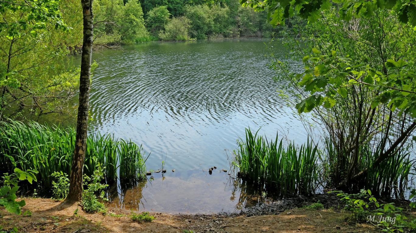 Frankfurter Seen - Fechenheimer Weiher 01