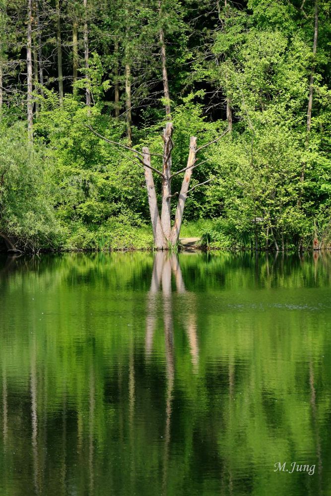 Frankfurter Seen - Fechenheimer Weiher 03