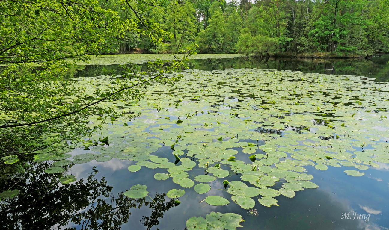 Frankfurter Seen - Kesselbruchweiher 01