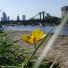 Frankfurter Skyline..unscharf, dafür mit scharfer Blume im vordergrund ;)