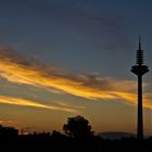 Frankfurter Spargel im Frühlicht