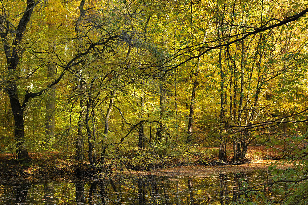 Frankfurter Waldgold