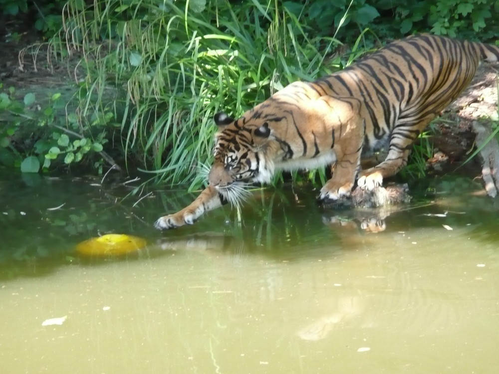 Frankfurter Zoo