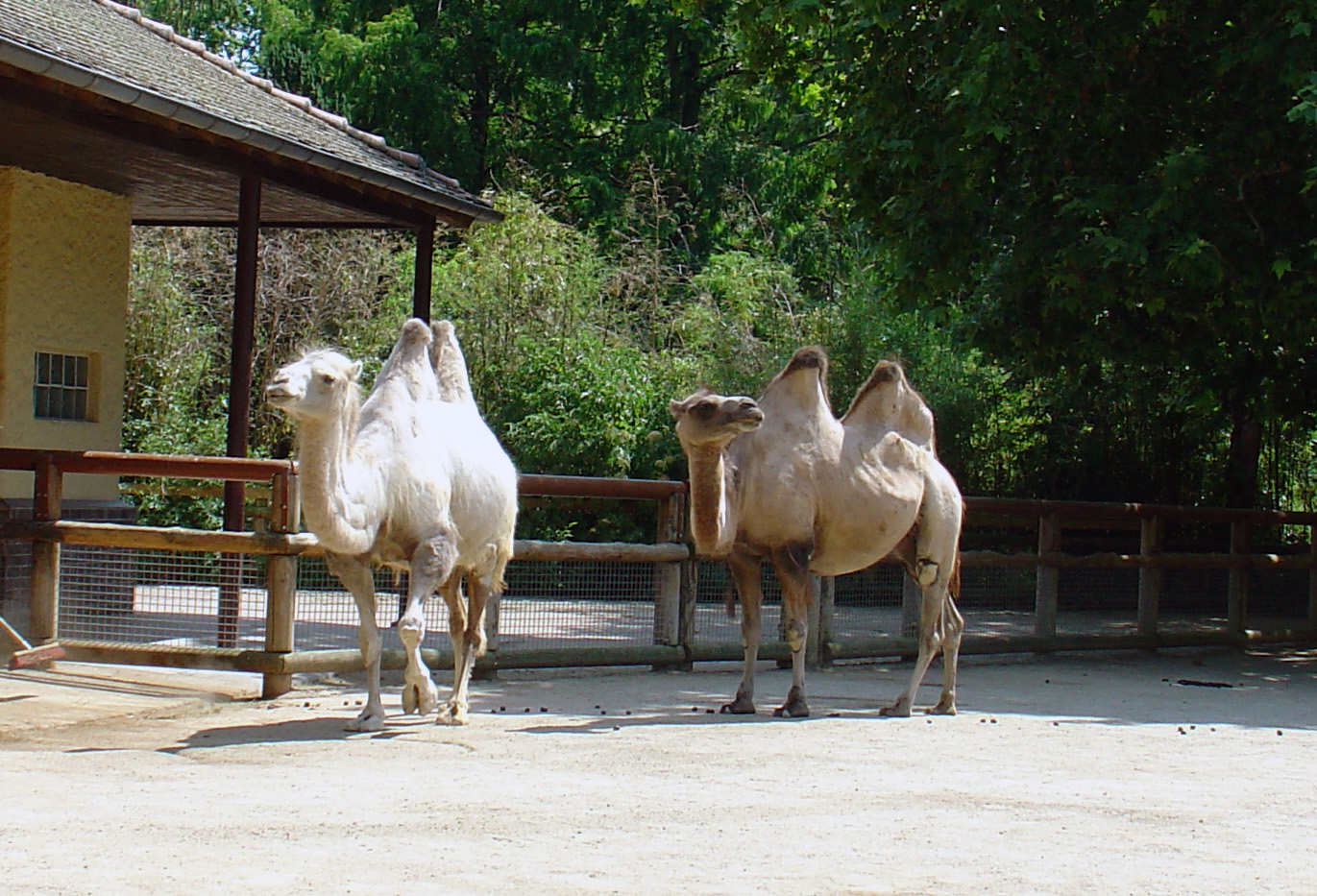 Frankfurter Zoo