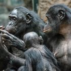 Frankfurter Zoo: Bonobos bei der Fellpflege (Grooming)