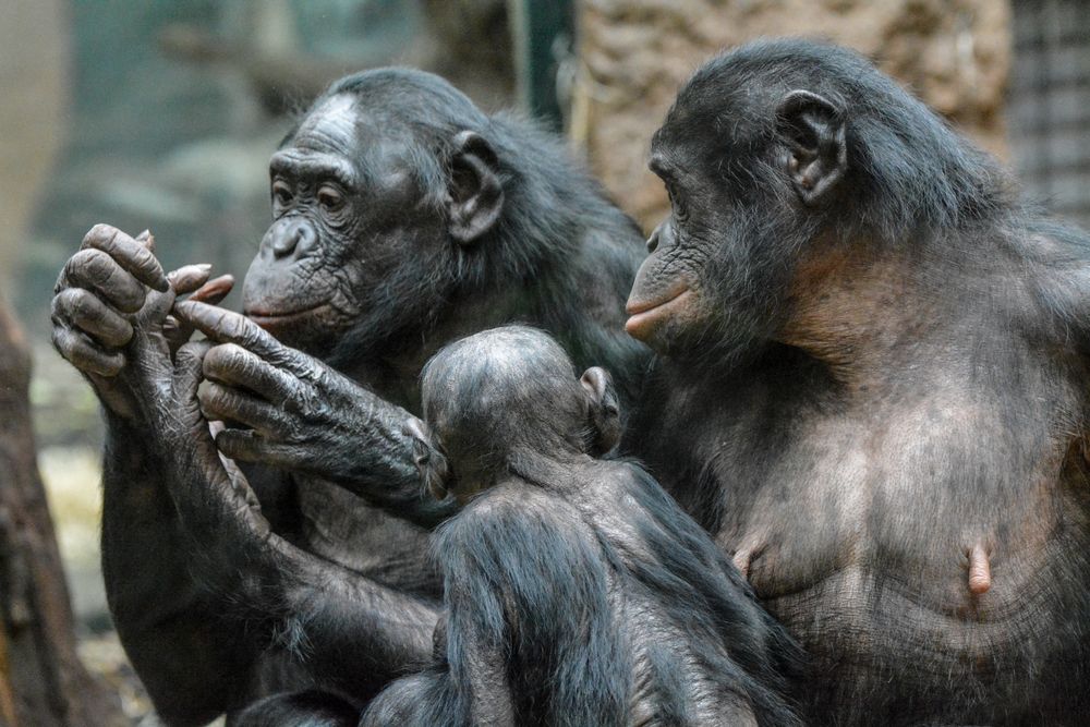 Frankfurter Zoo: Bonobos bei der Fellpflege (Grooming)