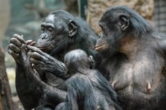 Frankfurter Zoo: Bonobos bei der Fellpflege (Grooming)