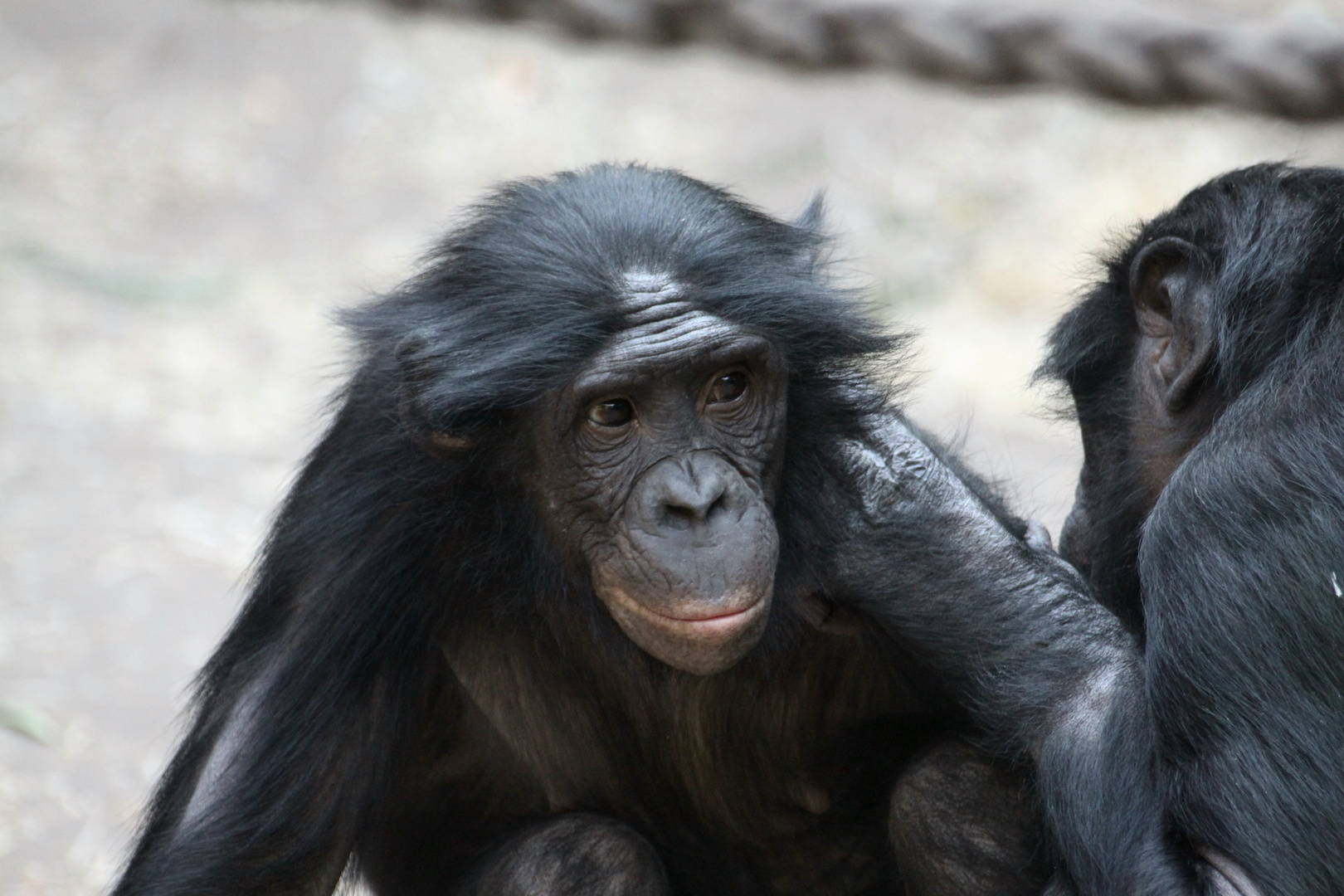 Frankfurter Zoo im Affenhaus