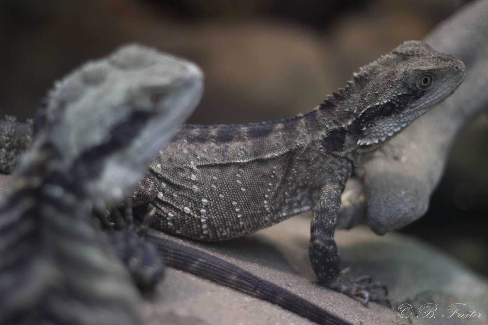 Frankfuter Zoo Exotarium