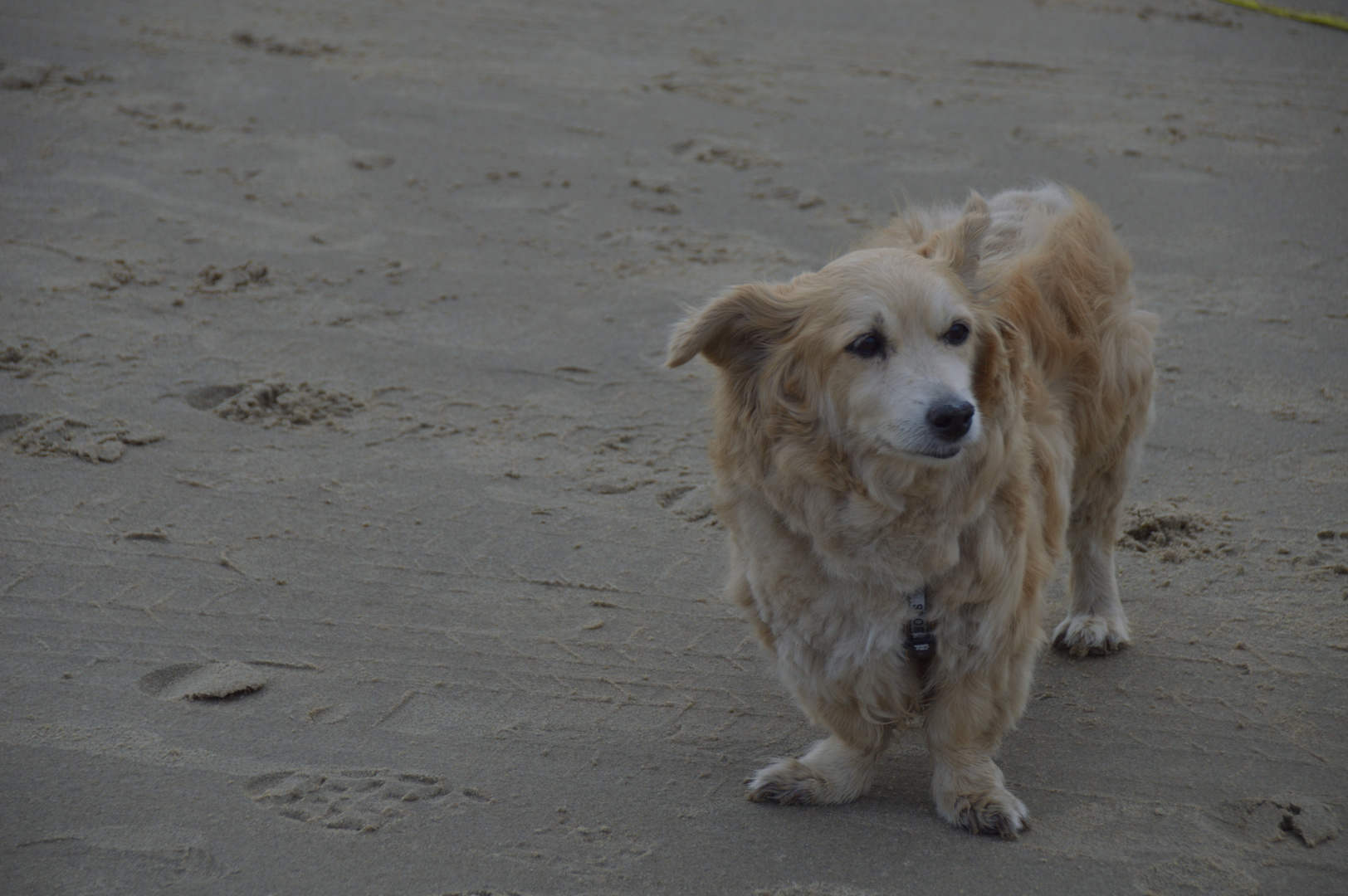 Frankie am Strand