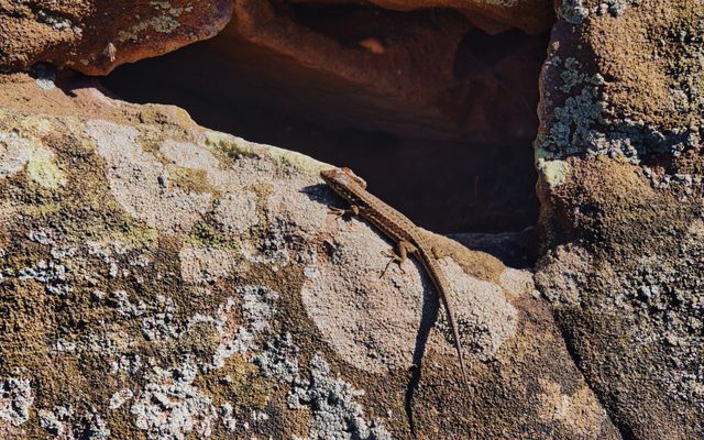 Frankreich; Burg Fleckenstein_3