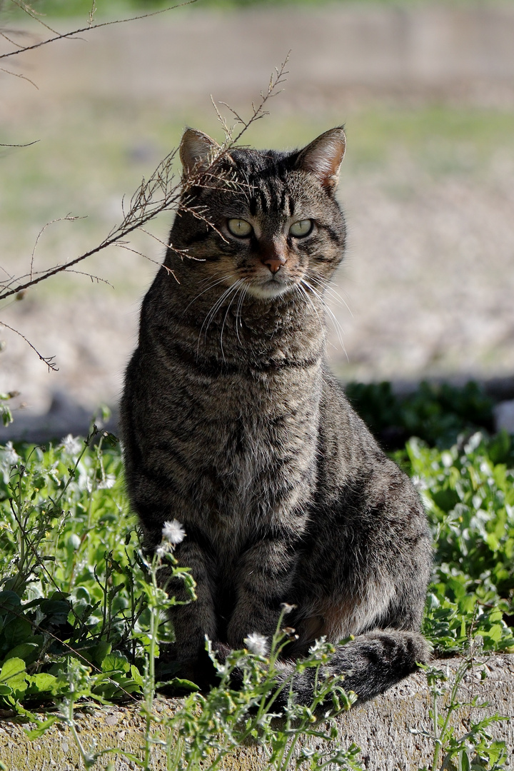 Frankreich Cat 