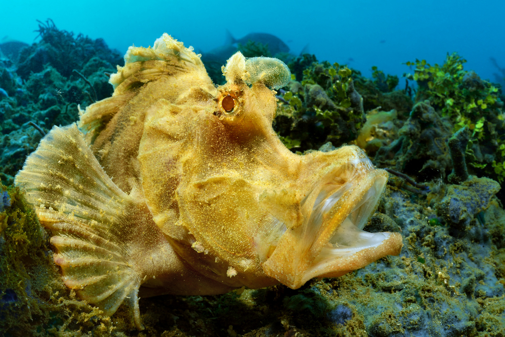 Fransen-Drachenkopf (Rhinopias eschmeyeri)