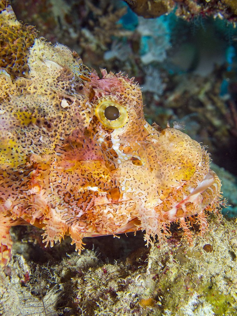 Fransen-Drachenkopf (Scorpaenopsis babartus)