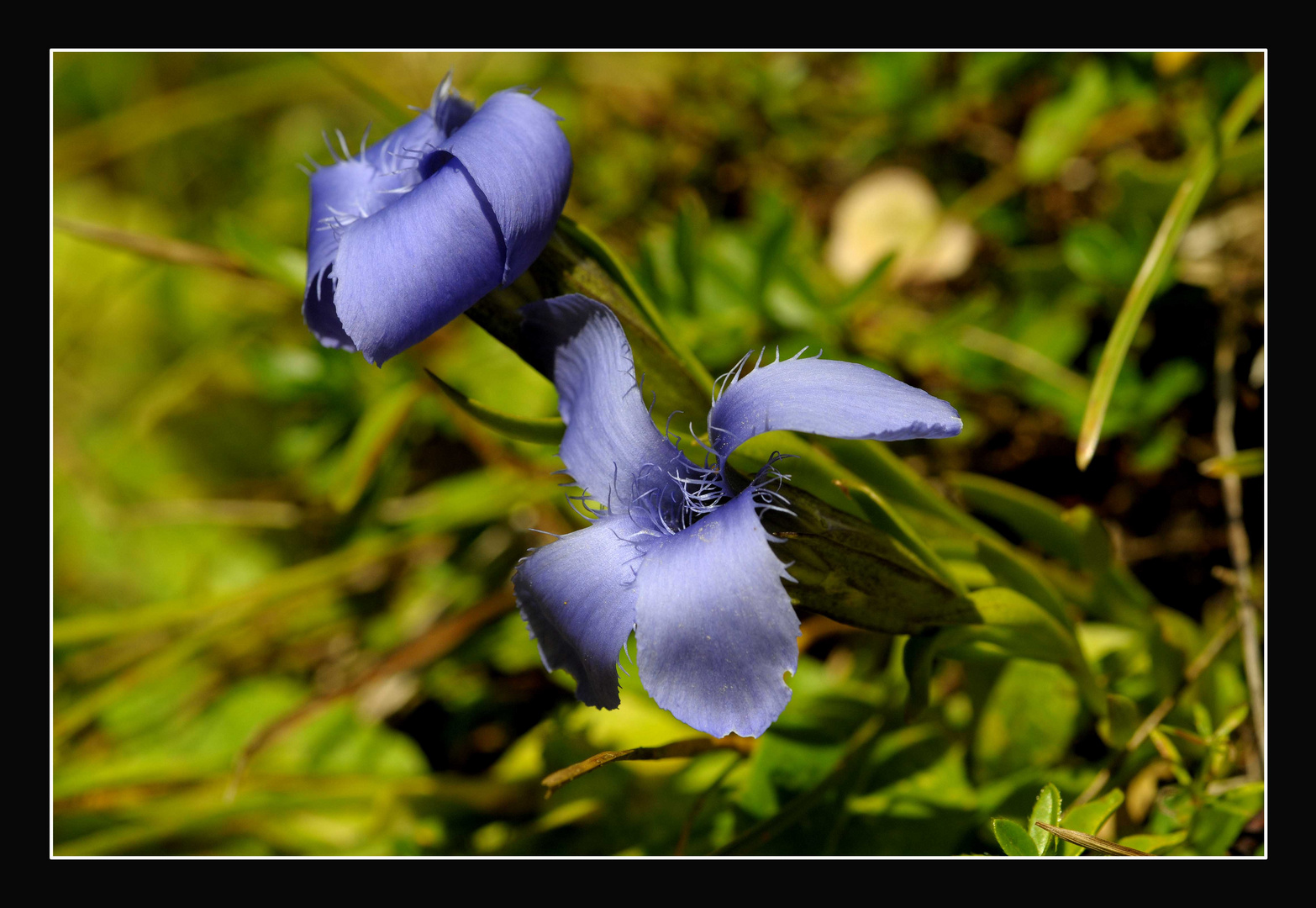 Fransen - Enzian (Gentianella ciliata)