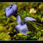 Fransen - Enzian (Gentianella ciliata)