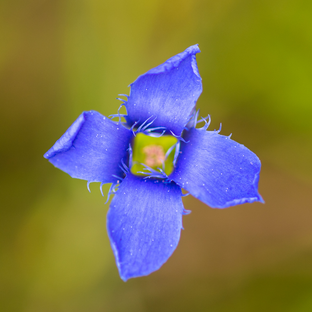 Fransen-Enzian Gentianella ciliata