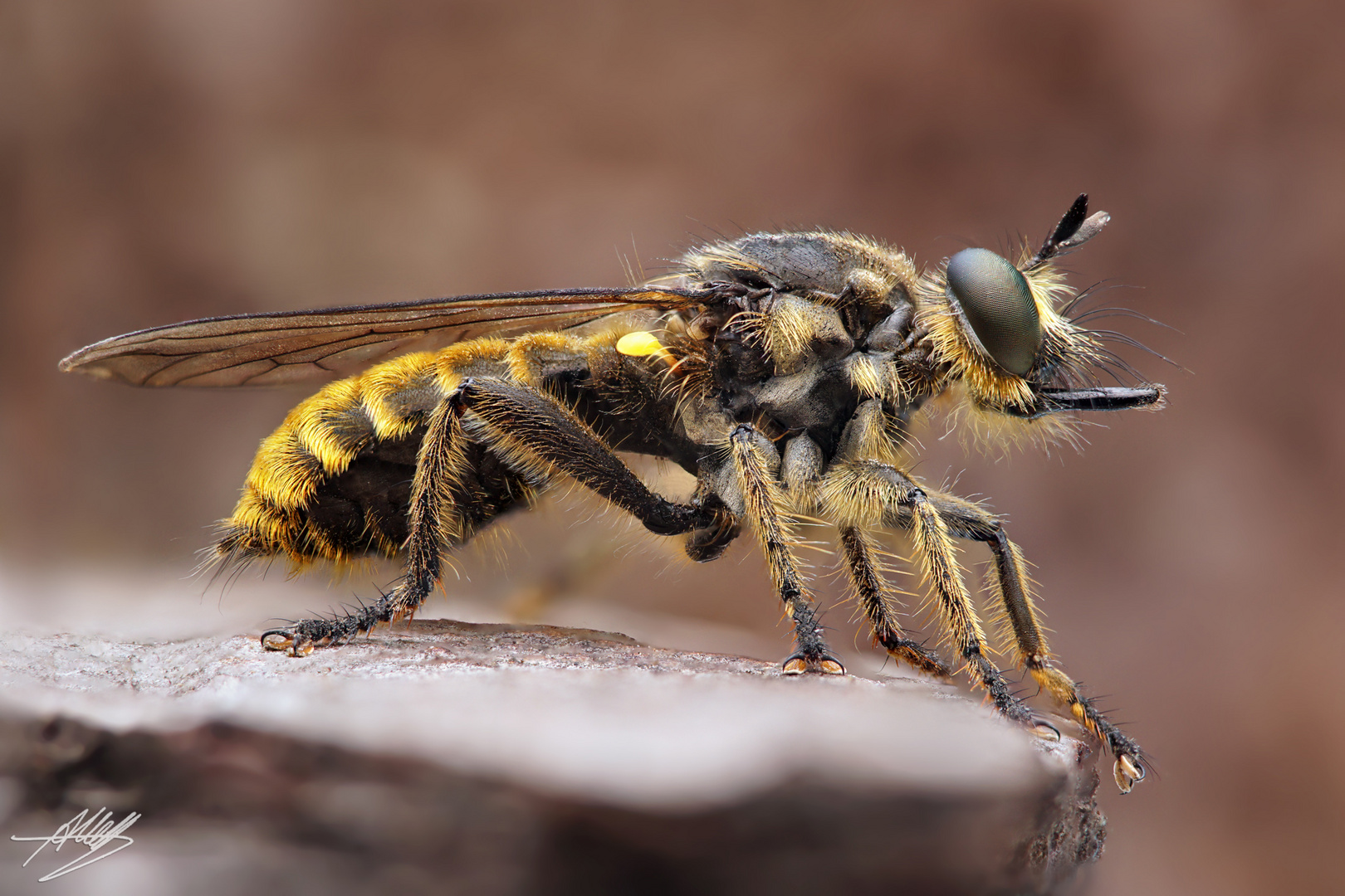 Fransen-Mordfliege (Choerades fimbriata) Weibchen