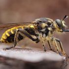 Fransen-Mordfliege (Choerades fimbriata) Weibchen