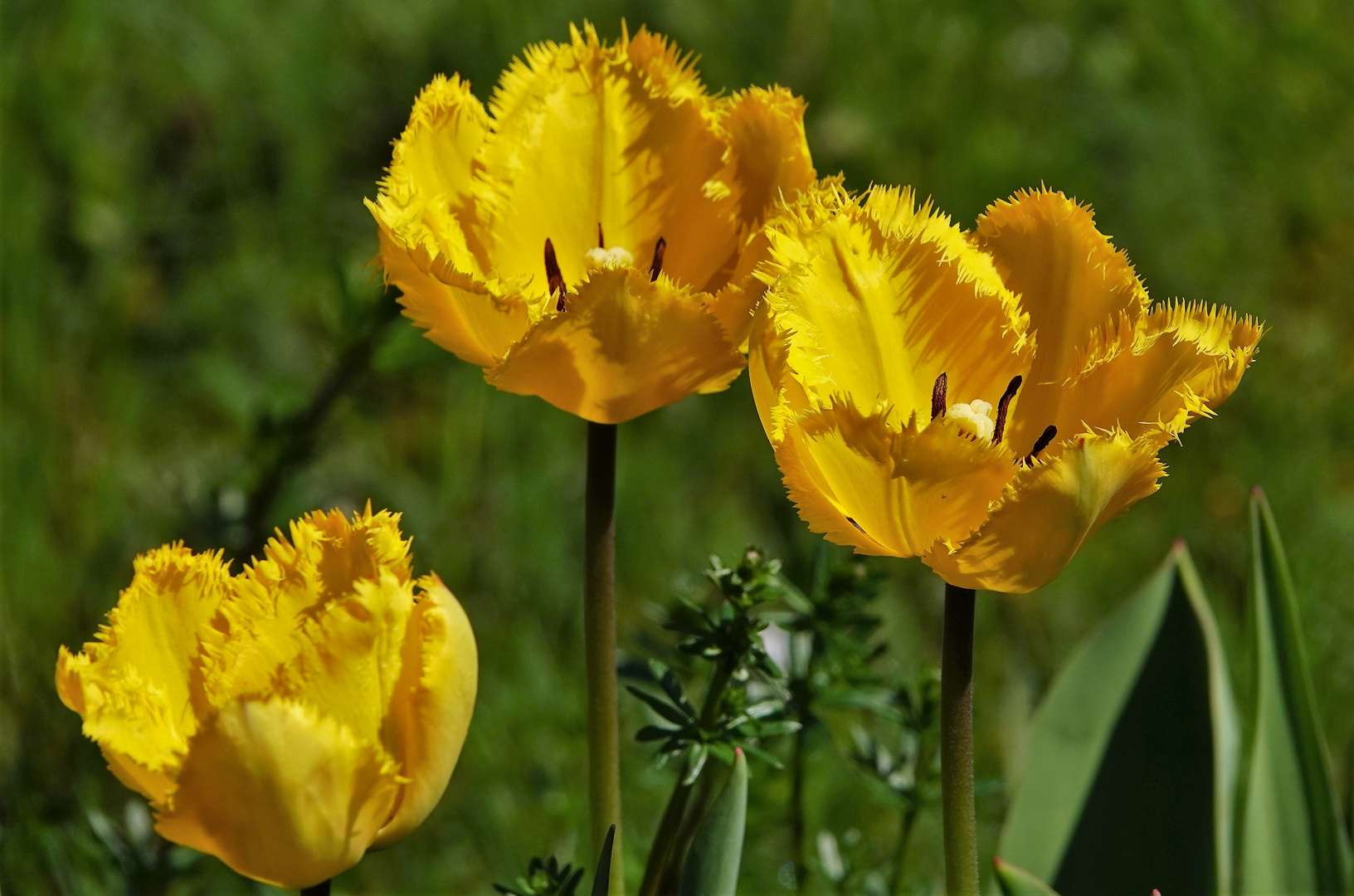 Fransen-Tulpen