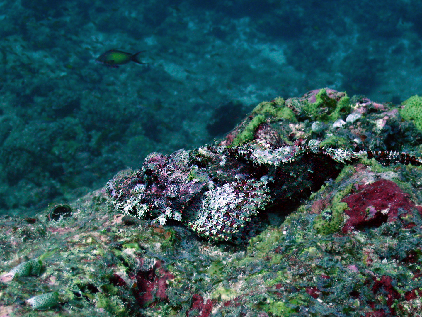 Fransendrachenkopf at Lhosfushi Kuda Kandu (Maldives)