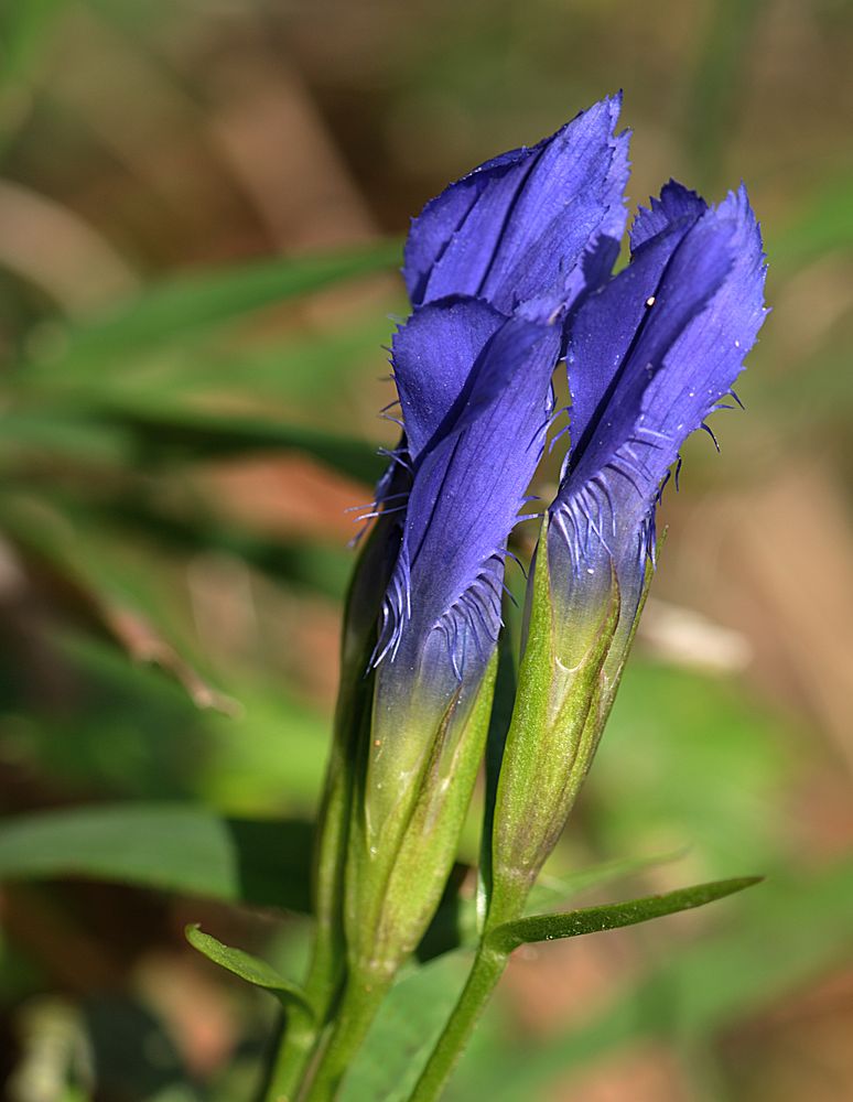 Fransenenzian - Gentianopsis ciliata