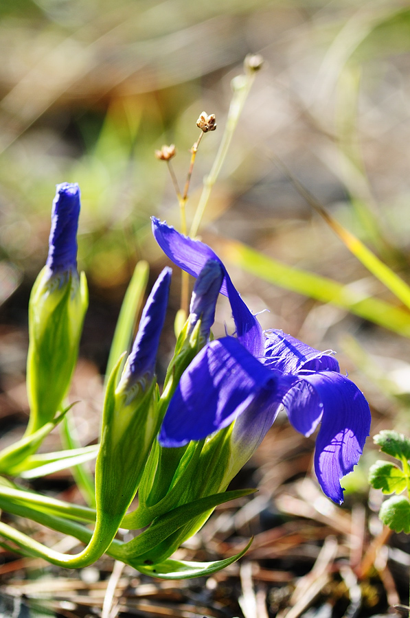 Fransenenzian (Gentianopsis ciliata)