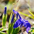 Fransenenzian (Gentianopsis ciliata)