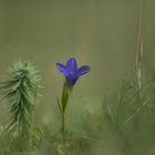 Fransenenzian im Herbst