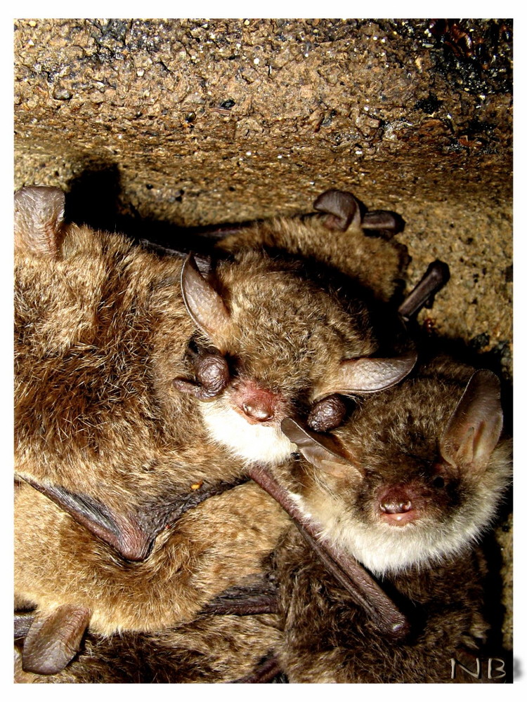 Fransenfledermaus