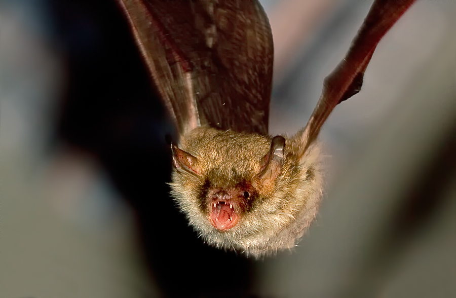 Fransenfledermaus