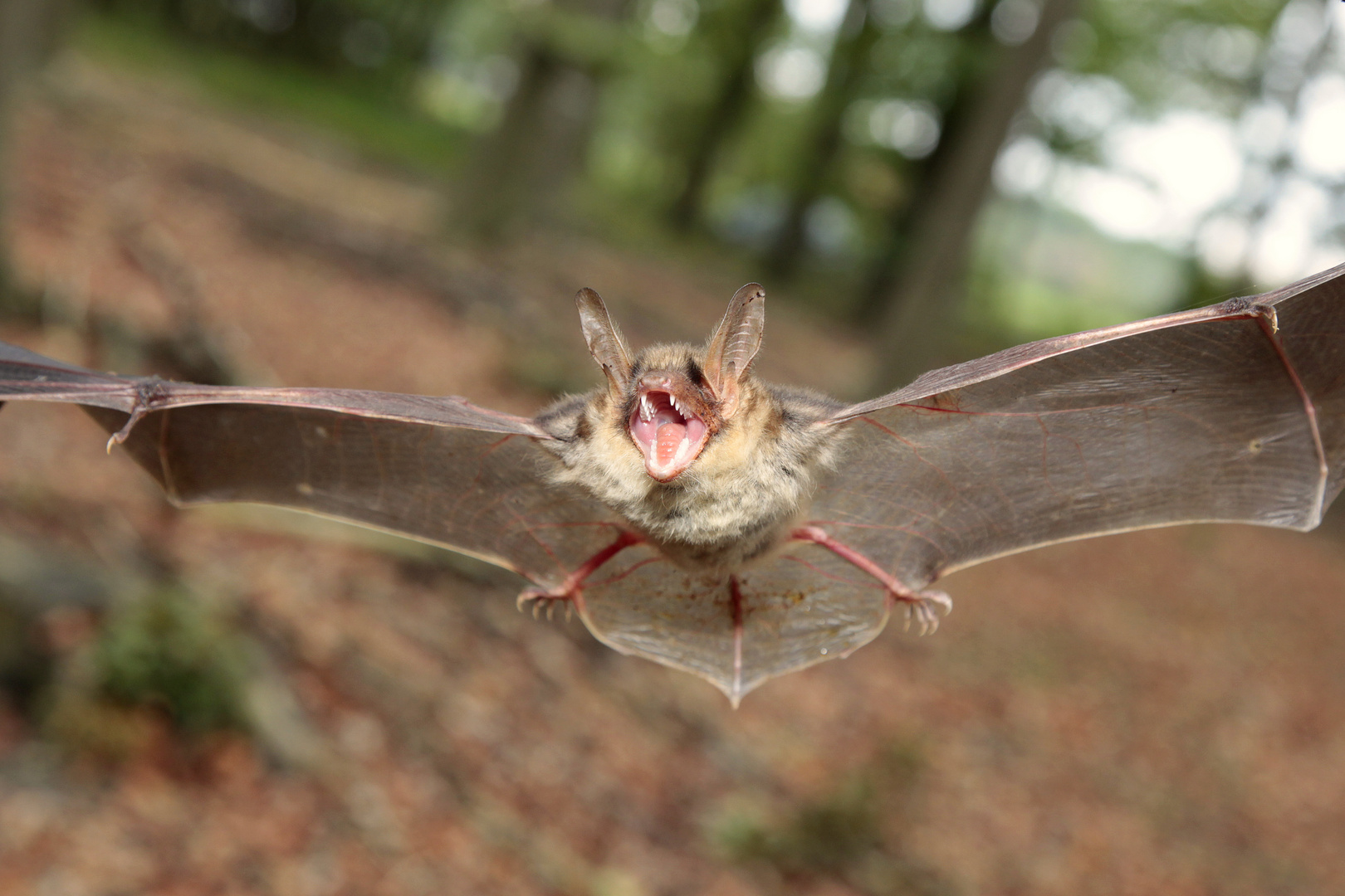 Fransenfledermaus