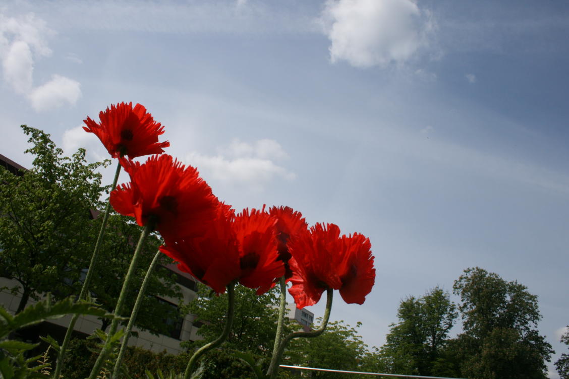 Fransenklatschmohn 1