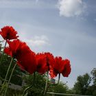 Fransenklatschmohn 1