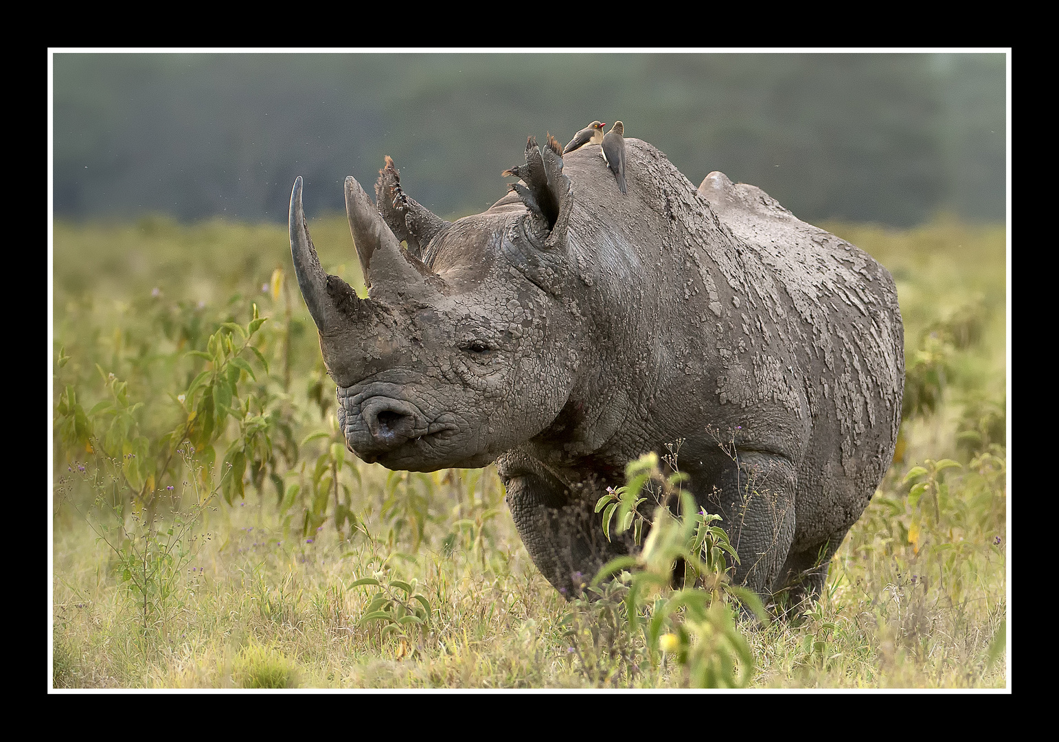 Fransenohr-Nashorn