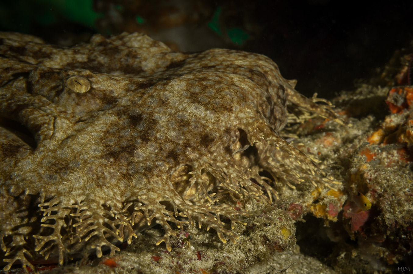 Fransenteppichhai Foto & Bild world, meer, natur Bilder auf