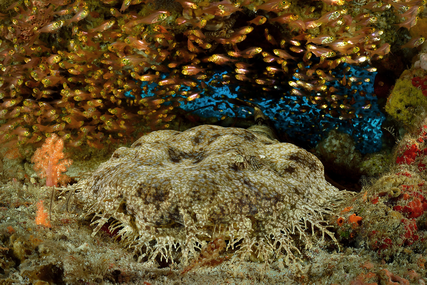 Fransenteppichhai oder Wobbegong (Eucrossorhinus dasypogon)