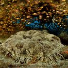 Fransenteppichhai oder Wobbegong (Eucrossorhinus dasypogon)