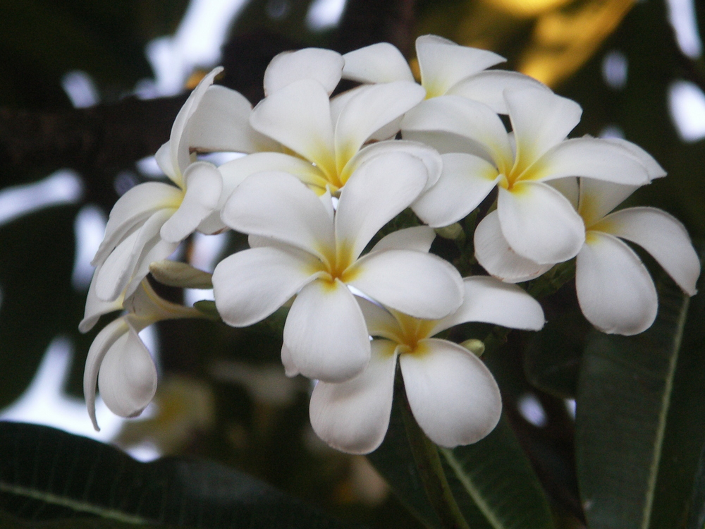 franshipani blüte