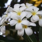 franshipani blüte