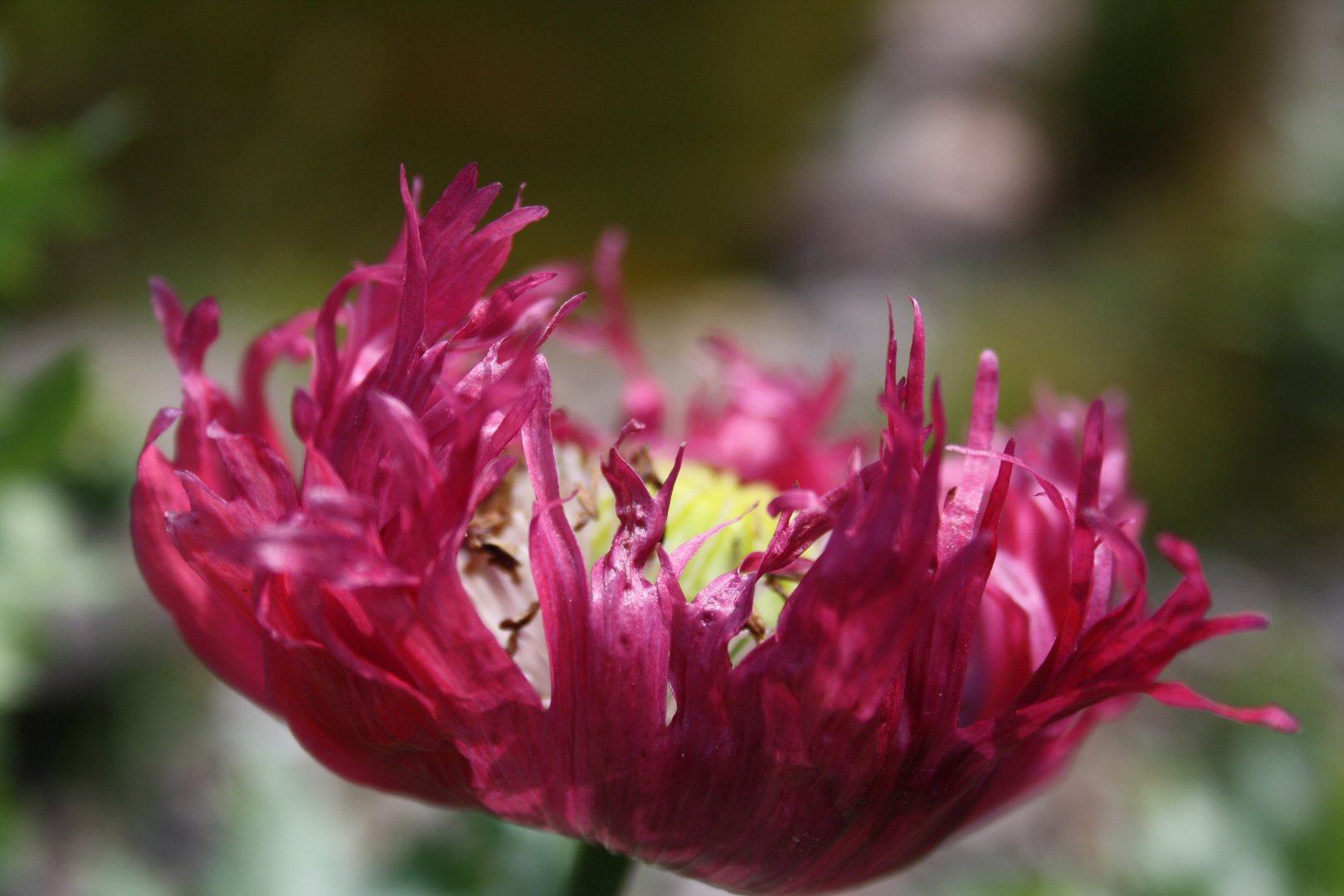 fransige Mohnblüte im kräftigen pink