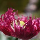 fransige Mohnblüte im kräftigen pink