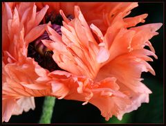 fransiger Mohn