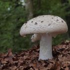 Fransiger Wulstling (Amanita strobiliformis)