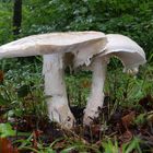 Fransiger Wulstling - Amanita strobiliformis