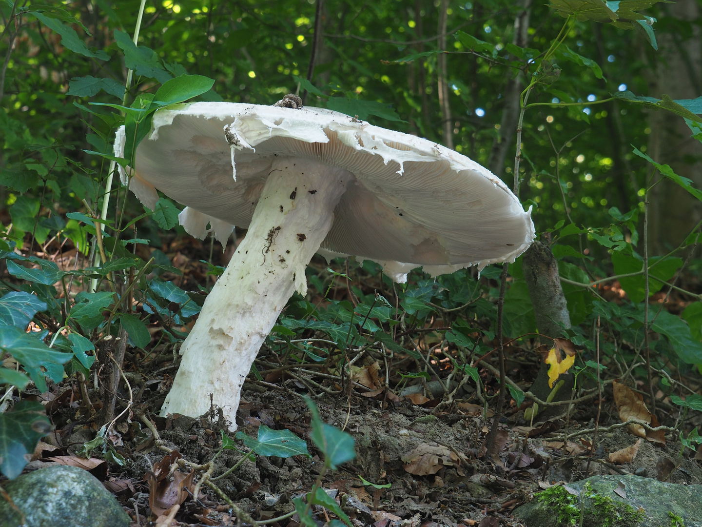 Fransiger Wulstling, Einsiedler-Wulstling, Amanita strobiliformis